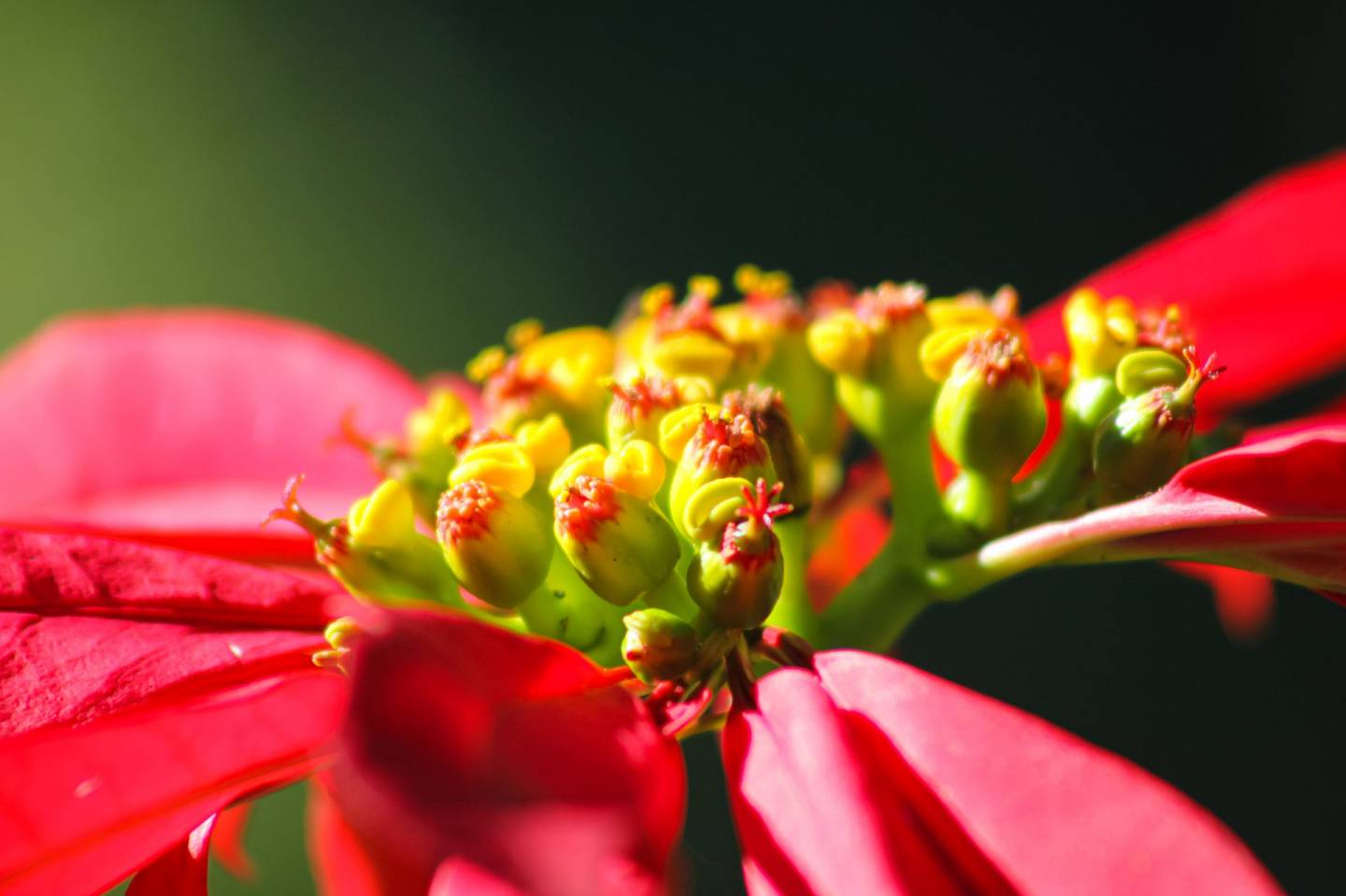 Flores, Árvores e Folha